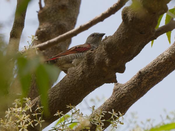 <h3><a href="/trips/gambia/biota/animalia/chordata/aves/040 passeriformes/115 estrildidae/pytilia phoenicoptera/pytilia phoenicoptera-nl.html">Pytilia&nbsp;phoenicoptera</a> / Red‑winged&nbsp;pytilia / Aurora‑astrild</h3>OM-1 Mark II met OLYMPUS M.150-400mm F4.5 TC, 1/2000 sec  bij F5.6, ISO 1250, afstand 5.86&nbsp;m